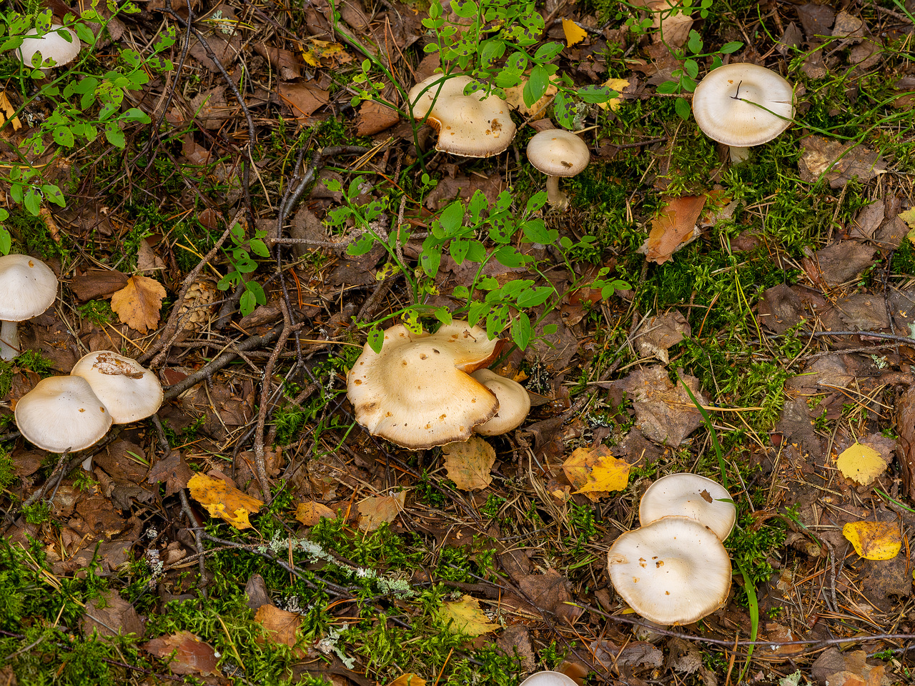 cortinarius-alboviolaceus_2023-09-10_1-1