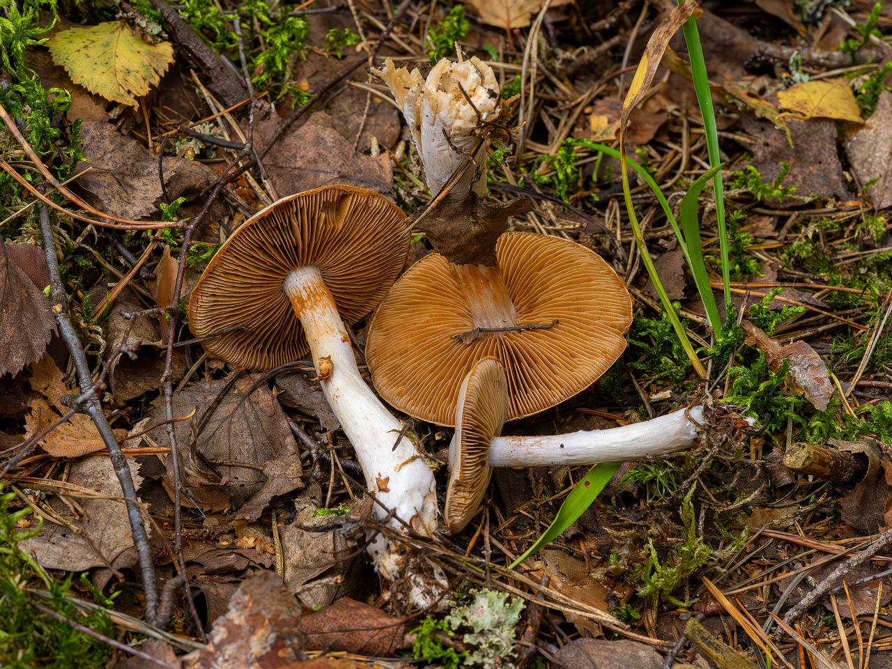 cortinarius-alboviolaceus_2023-09-10_1-10