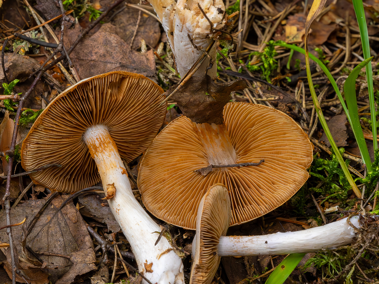 cortinarius-alboviolaceus_2023-09-10_1-11