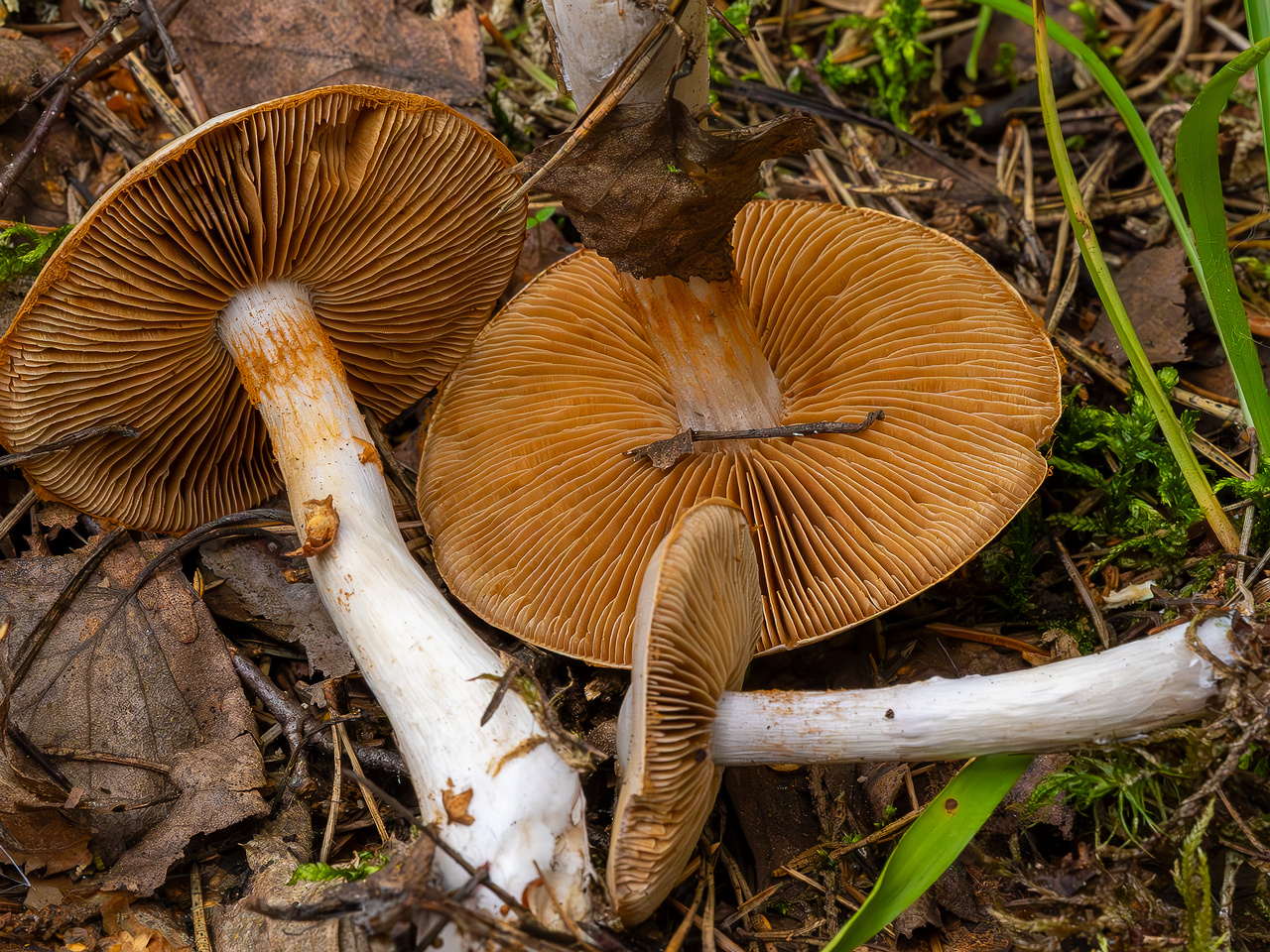 cortinarius-alboviolaceus_2023-09-10_1-12