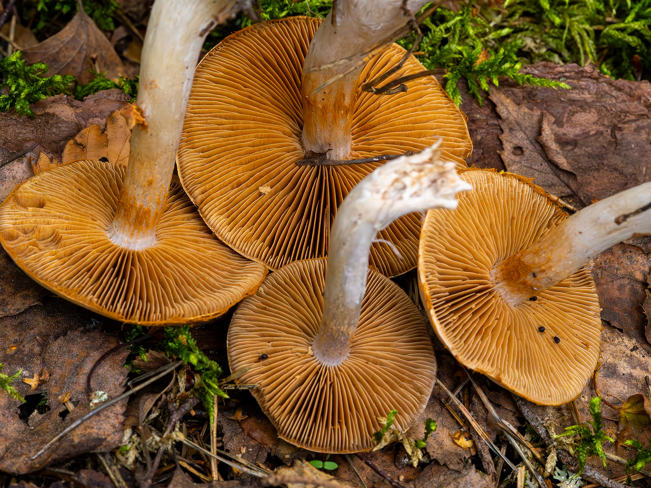 cortinarius-alboviolaceus_2023-09-10_1-13