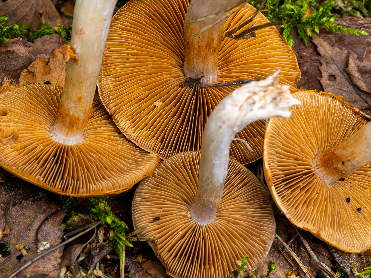 cortinarius-alboviolaceus_2023-09-10_1-14