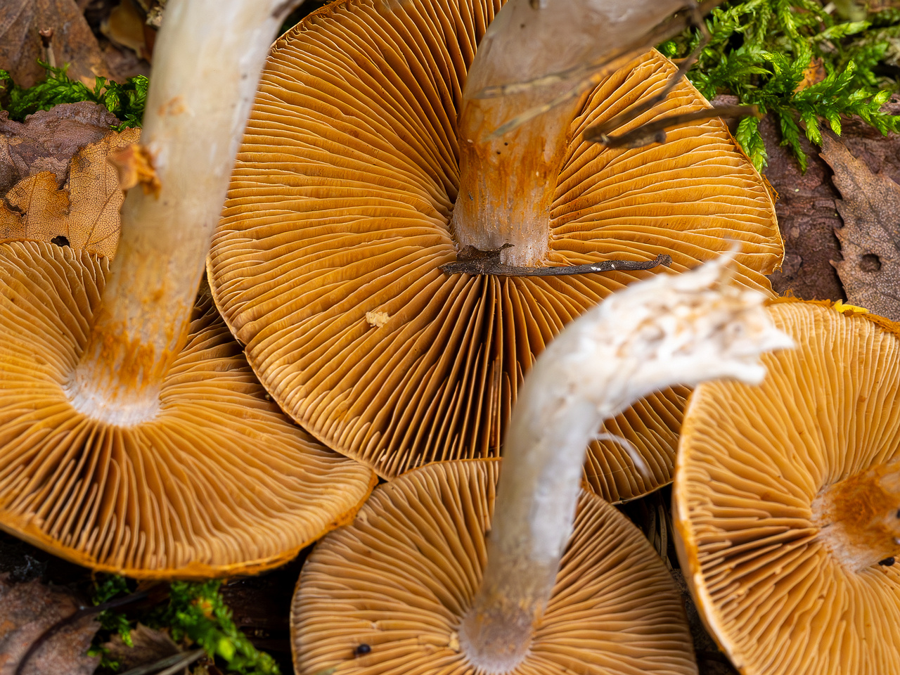 cortinarius-alboviolaceus_2023-09-10_1-15