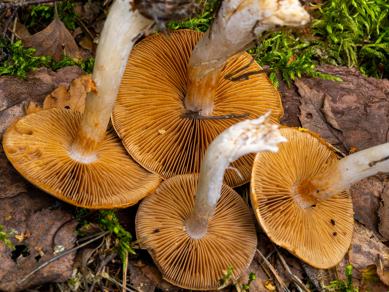 cortinarius-alboviolaceus_2023-09-10_1-16