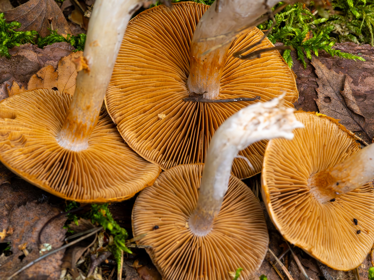 cortinarius-alboviolaceus_2023-09-10_1-17