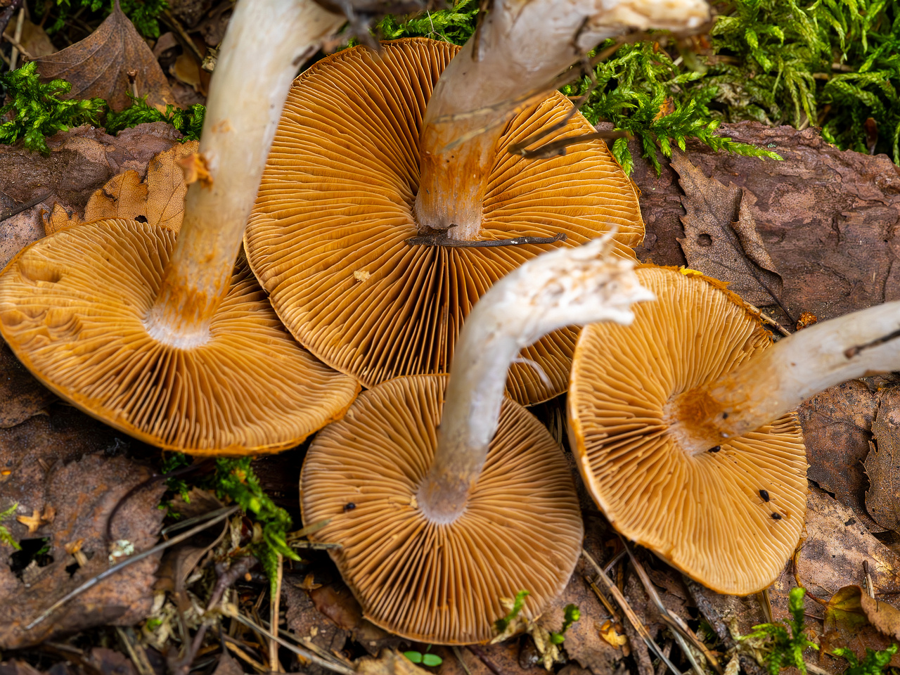 cortinarius-alboviolaceus_2023-09-10_1-18