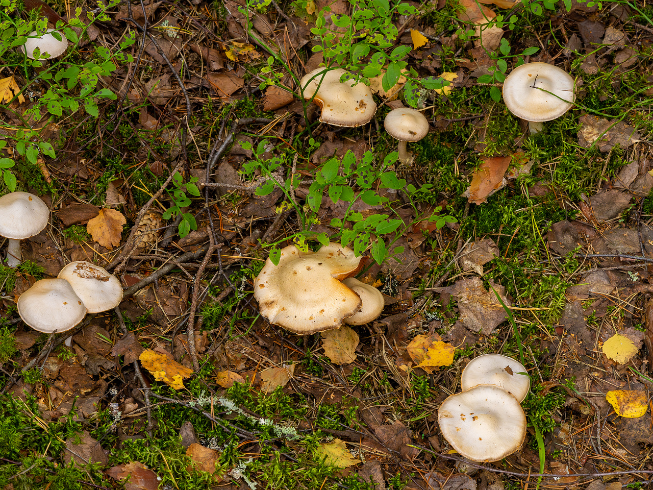 cortinarius-alboviolaceus_2023-09-10_1-2