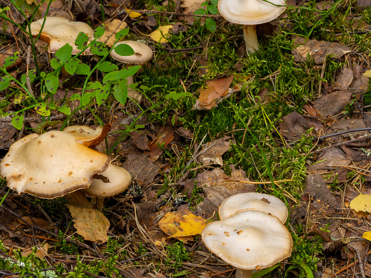 cortinarius-alboviolaceus_2023-09-10_1-3