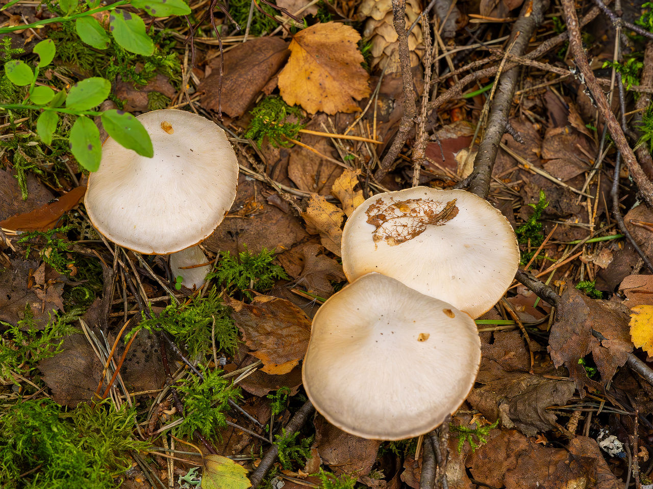 cortinarius-alboviolaceus_2023-09-10_1-4