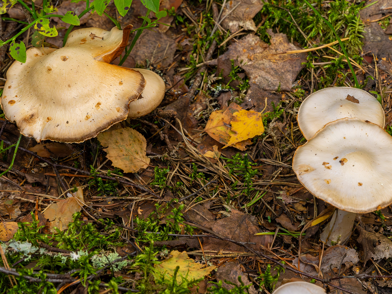 cortinarius-alboviolaceus_2023-09-10_1-5