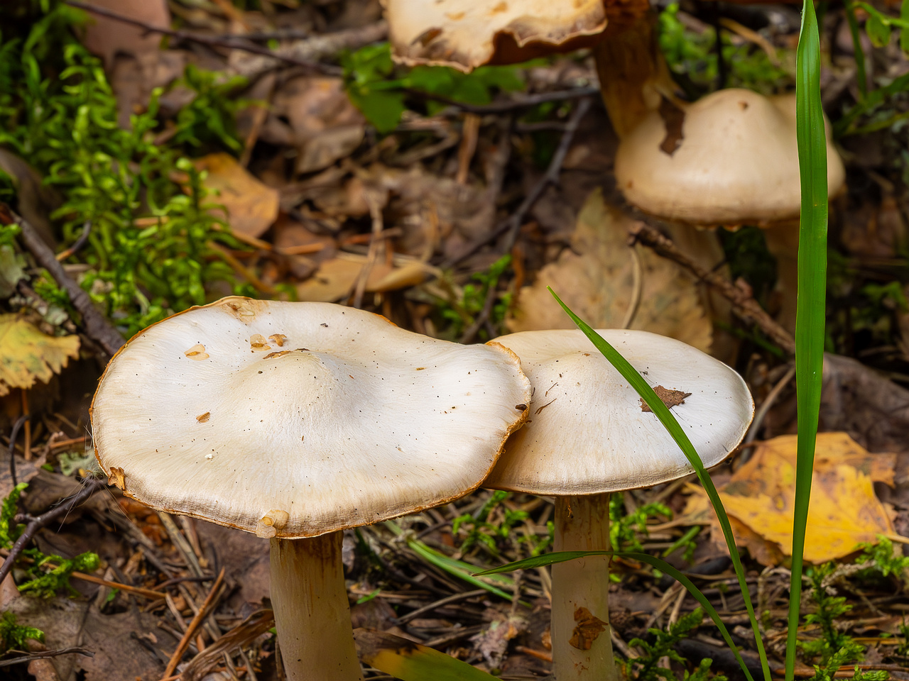 cortinarius-alboviolaceus_2023-09-10_1-6