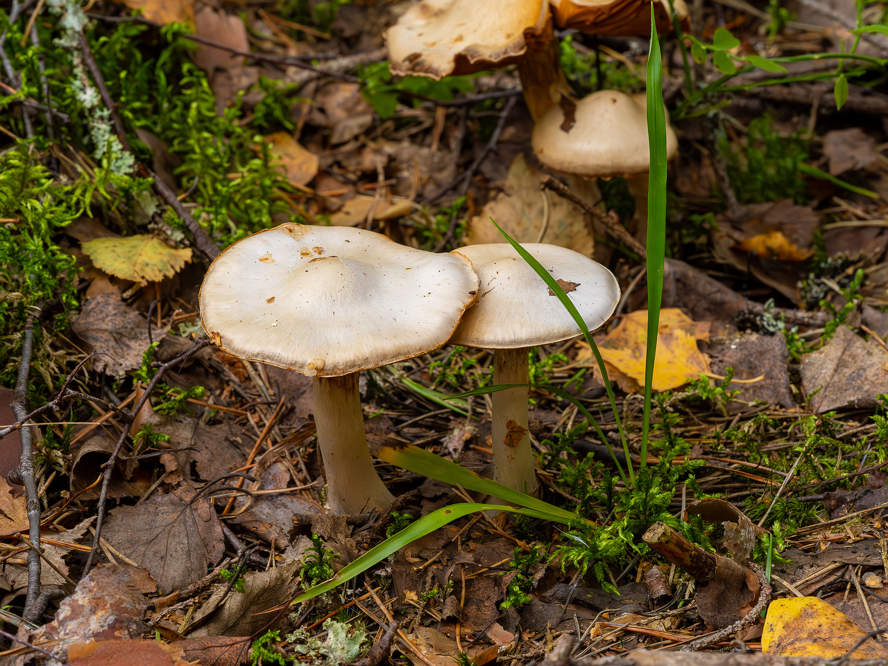 cortinarius-alboviolaceus_2023-09-10_1-7