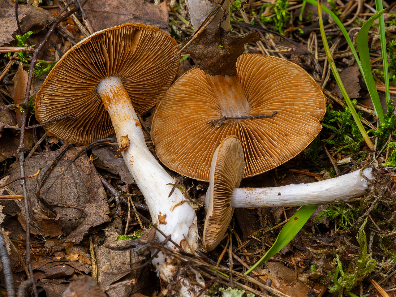 cortinarius-alboviolaceus_2023-09-10_1-9