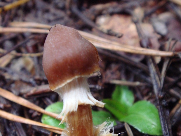 Cortinarius evernius - Паутинник блистательный - Shiny Cortinarius - Glänzender Schleimkopf