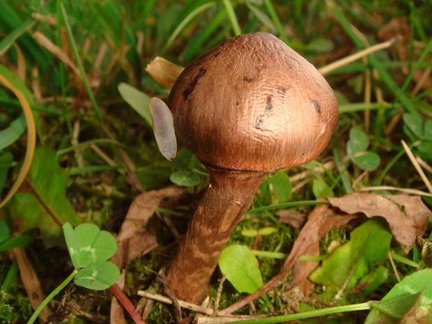 Cortinarius armillatus - Паутинник браслетчатый - Ringless Cortinarius - Gürtelförmiger Schleimkopf