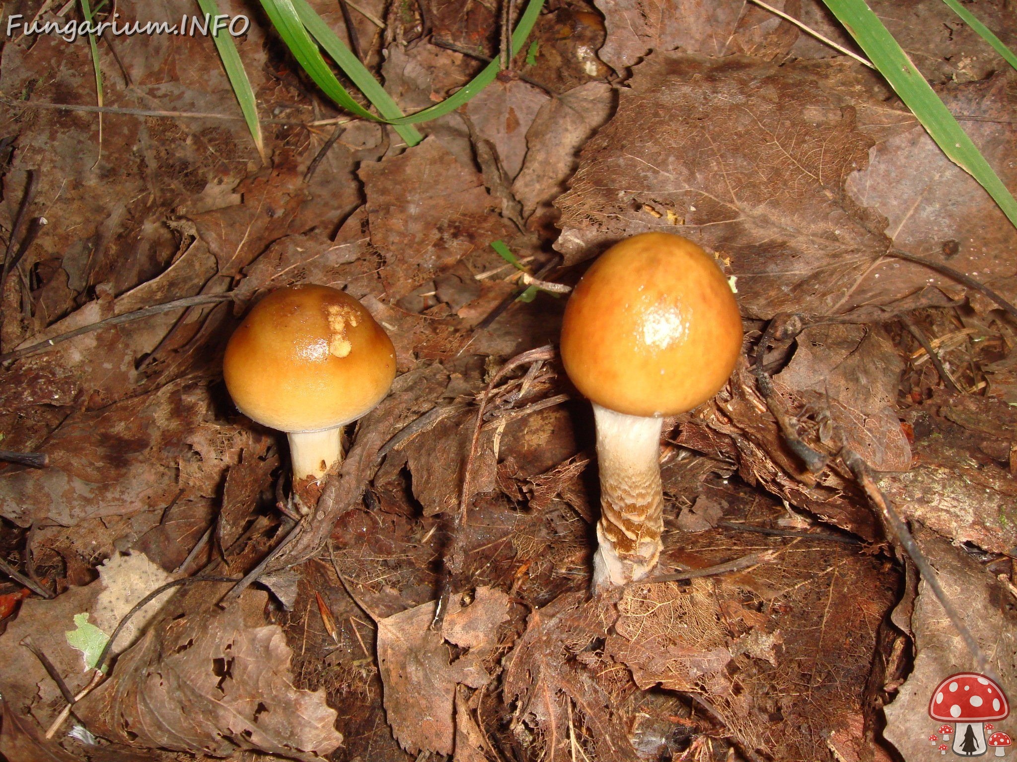 fungi-0004025 