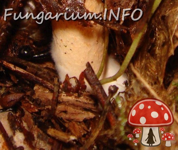 fungi-0004097_ 