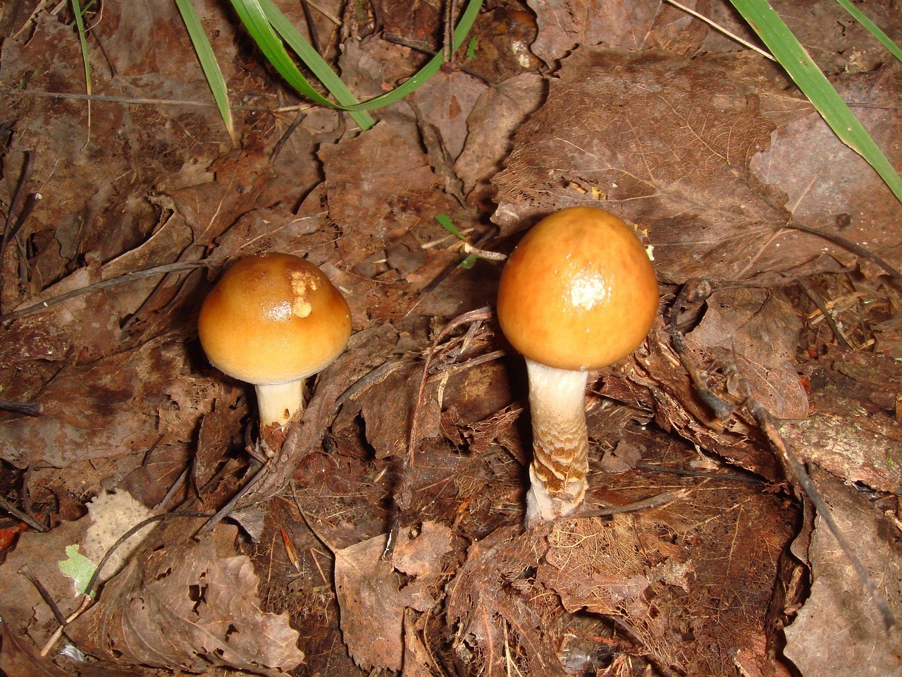 fungi-0004025