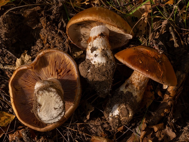 Паутинник голубовато-опоясанный - Cortinarius balteatocumatilis