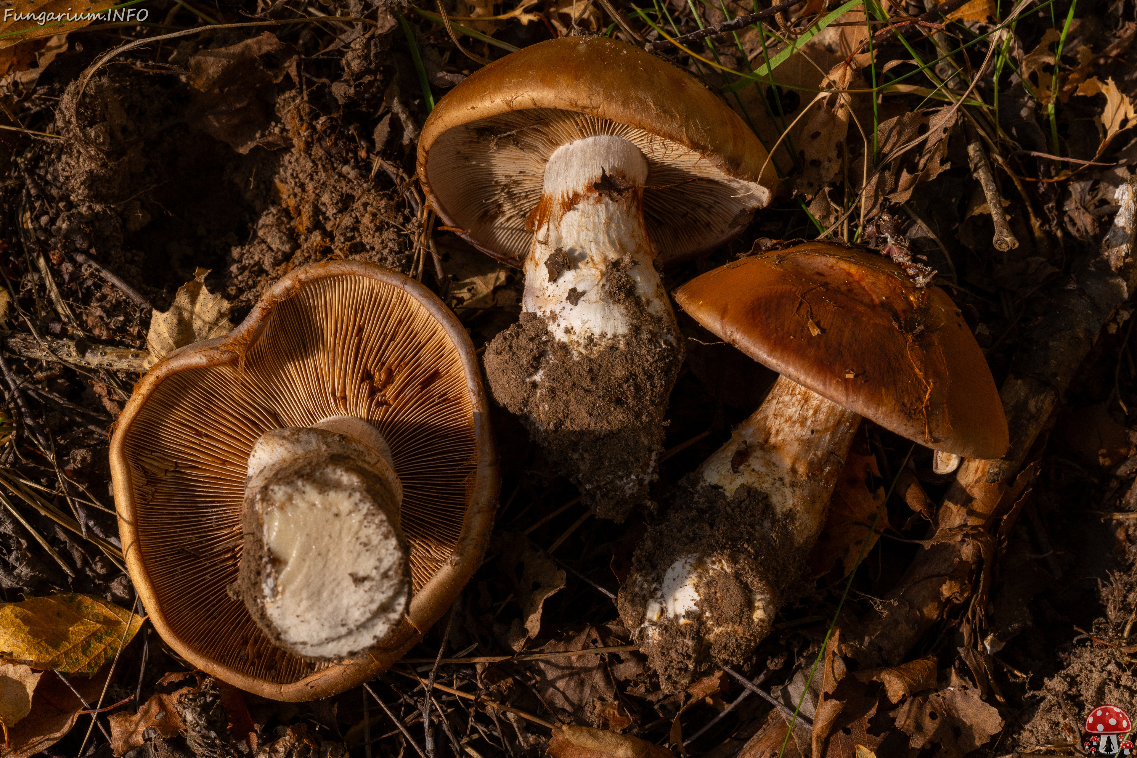 !cortinarius-balteatocumatilis_1-18 