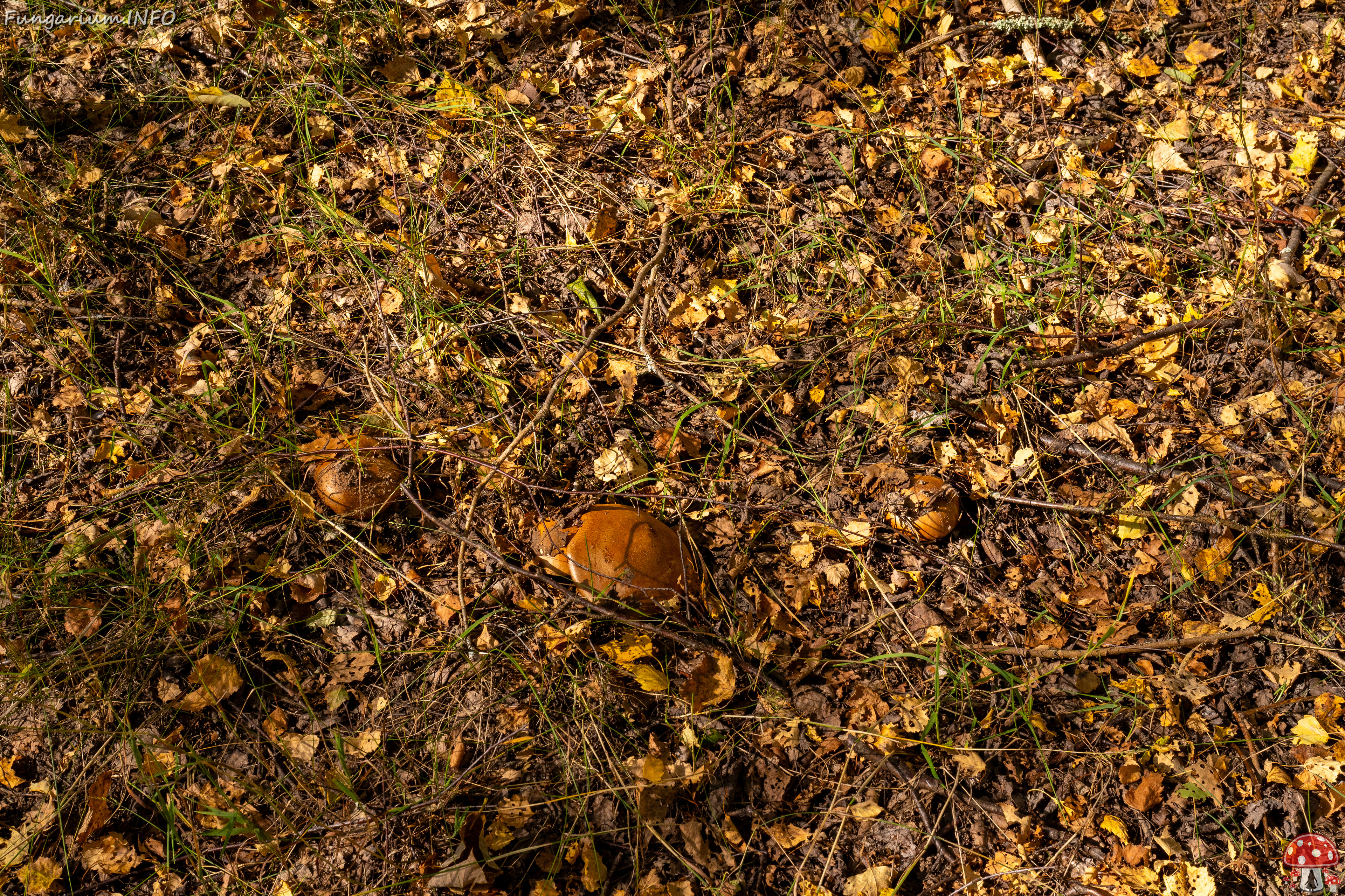 cortinarius-balteatocumatilis_1-1 