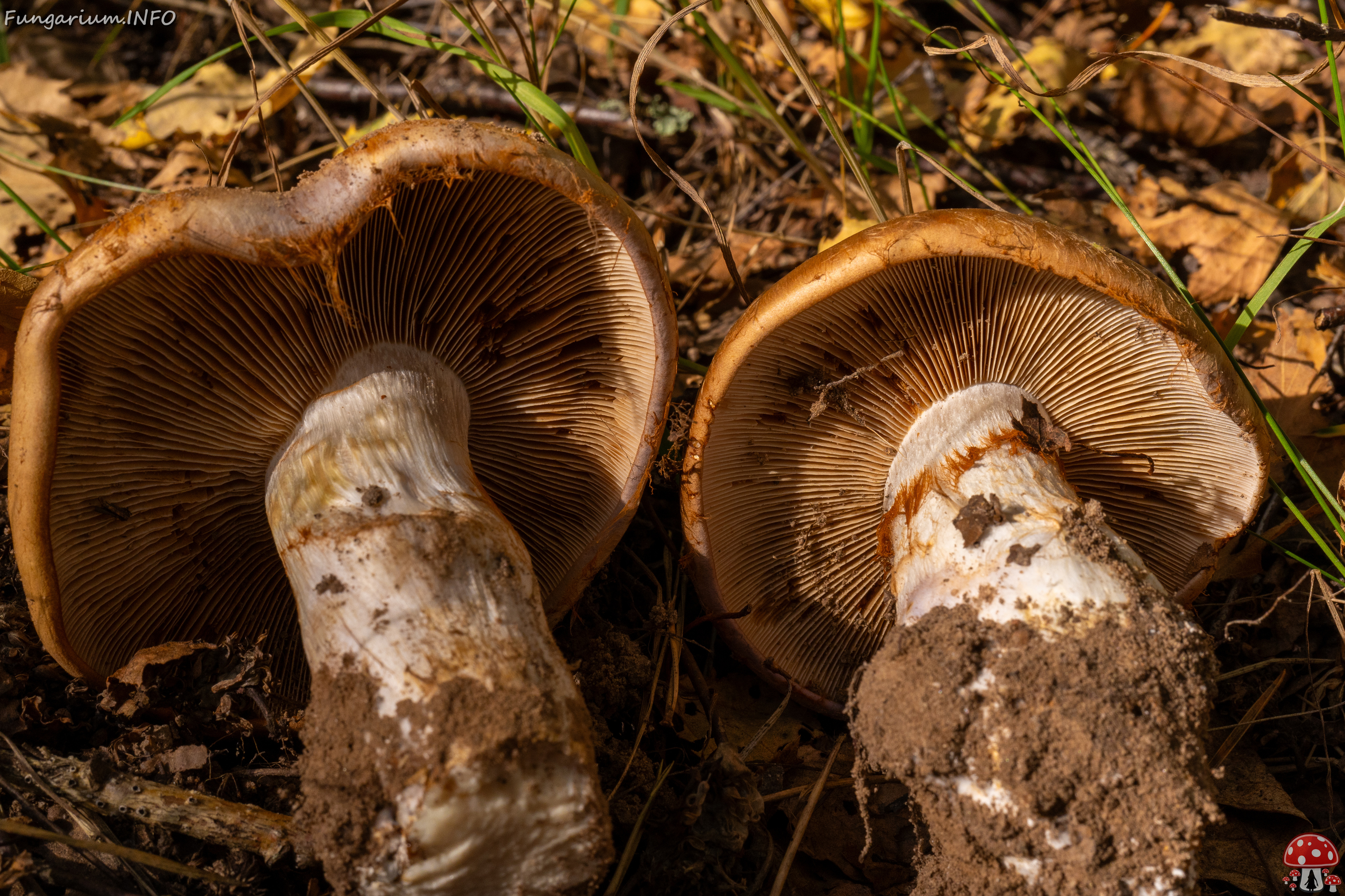 cortinarius-balteatocumatilis_1-10 