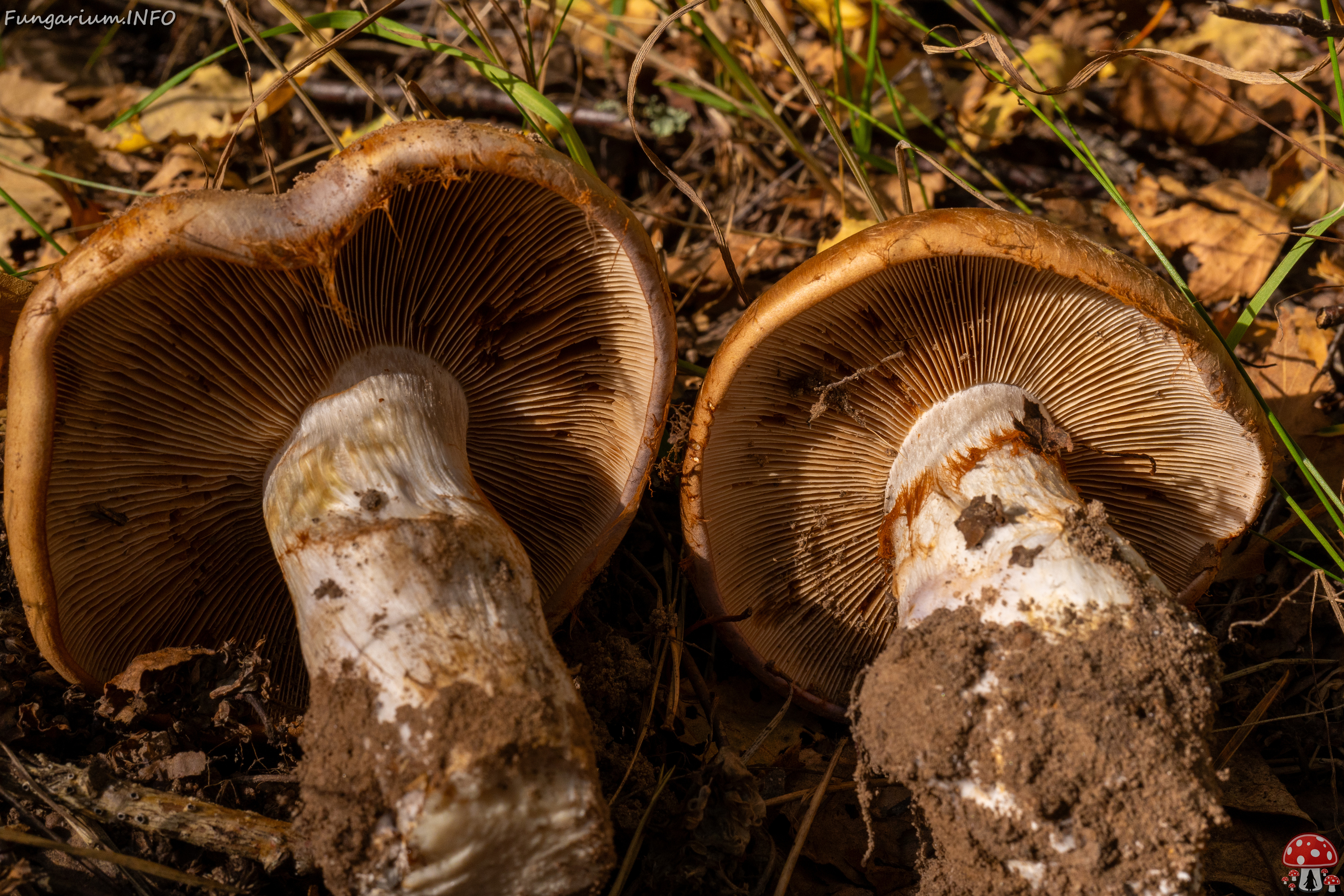 cortinarius-balteatocumatilis_1-11 