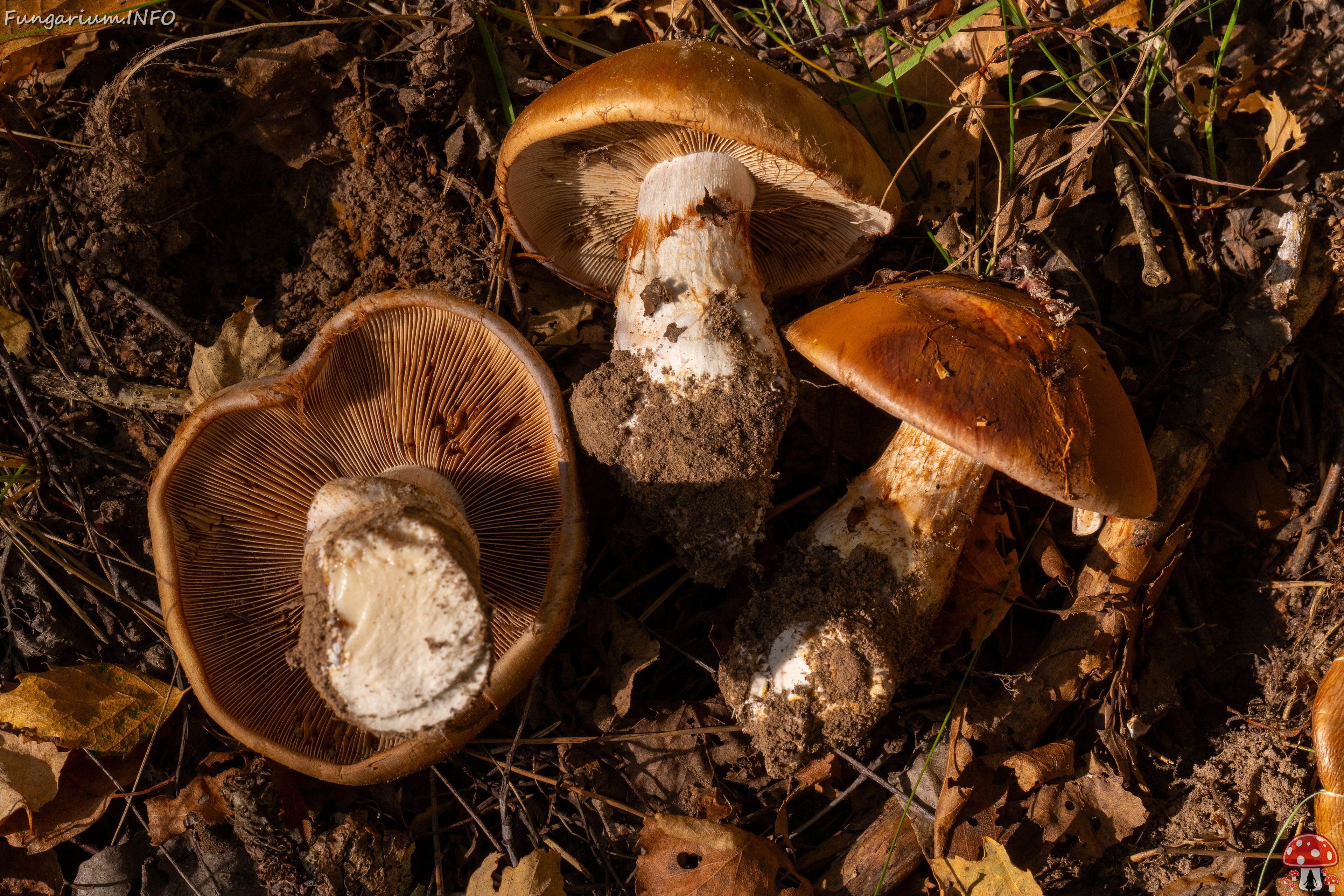 cortinarius-balteatocumatilis_1-14 