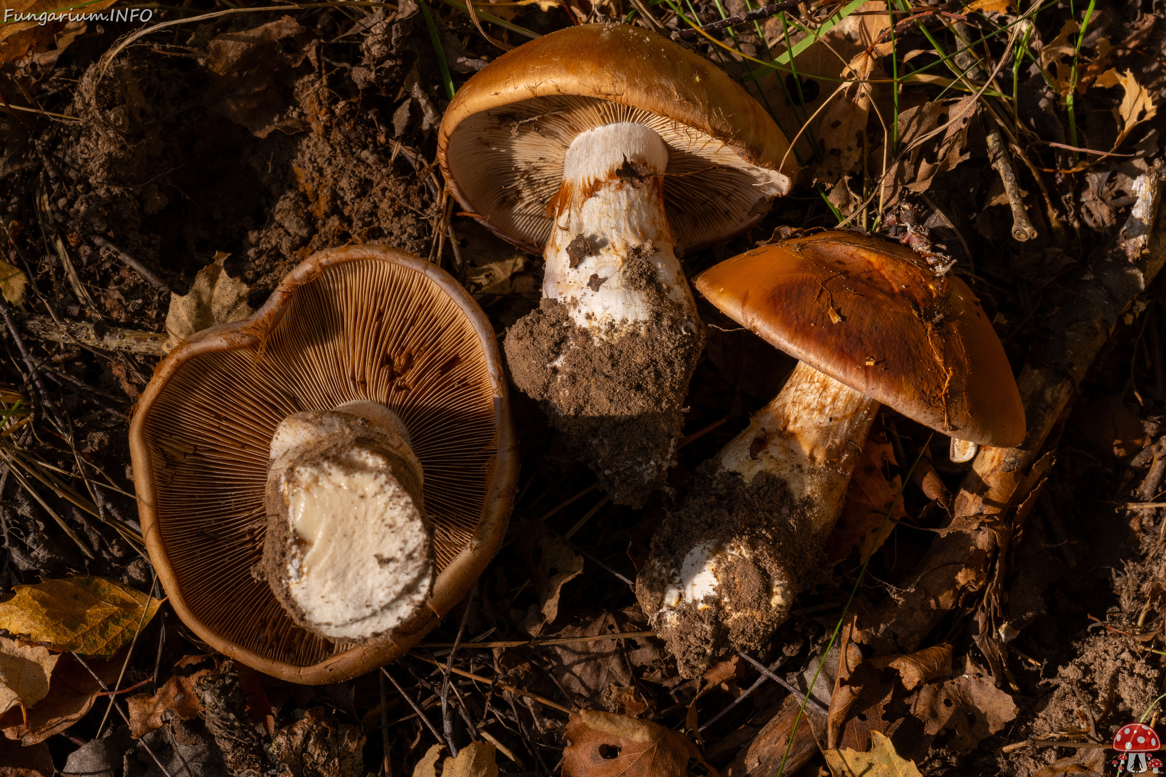 cortinarius-balteatocumatilis_1-15 