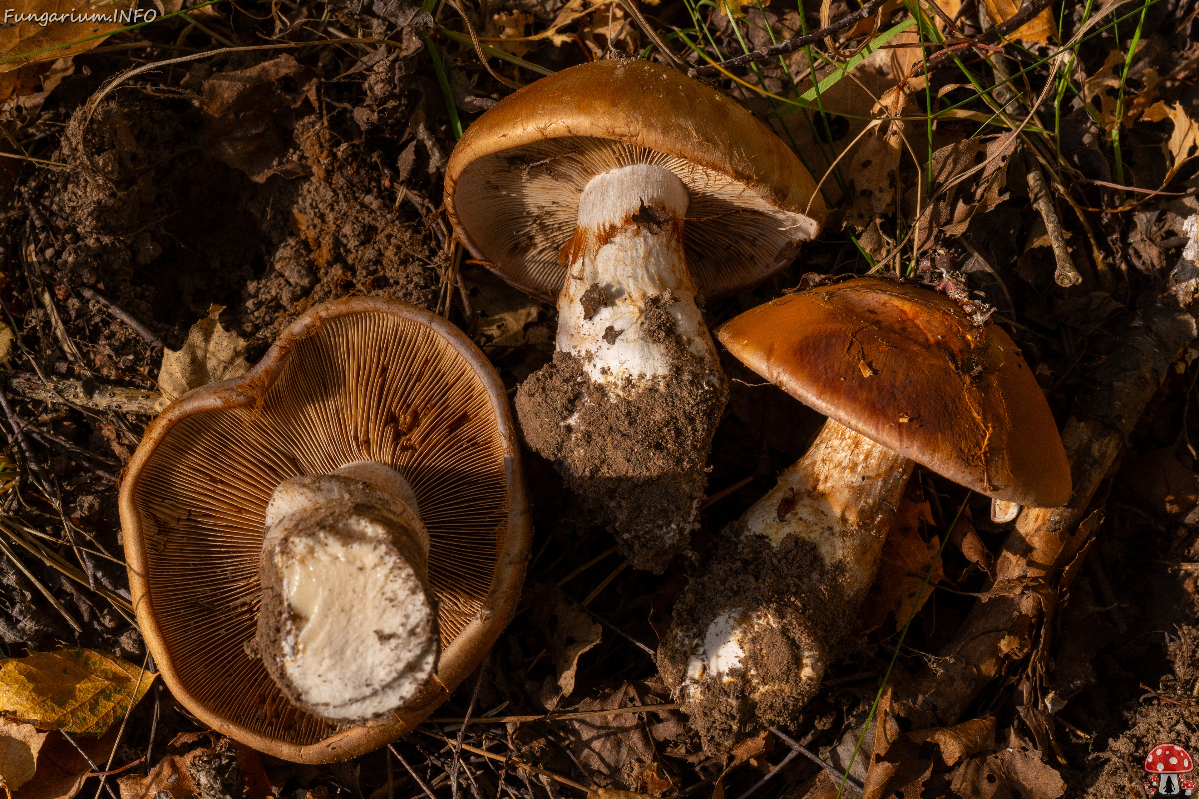 cortinarius-balteatocumatilis_1-16 