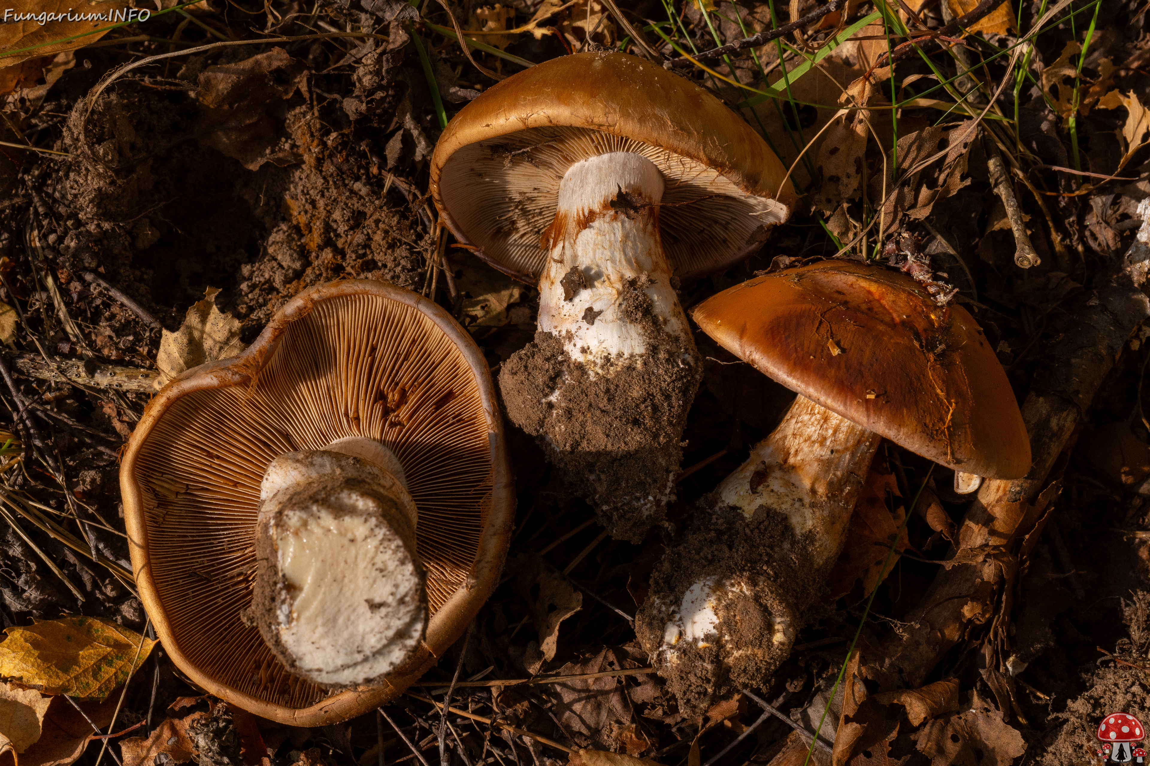 cortinarius-balteatocumatilis_1-17 