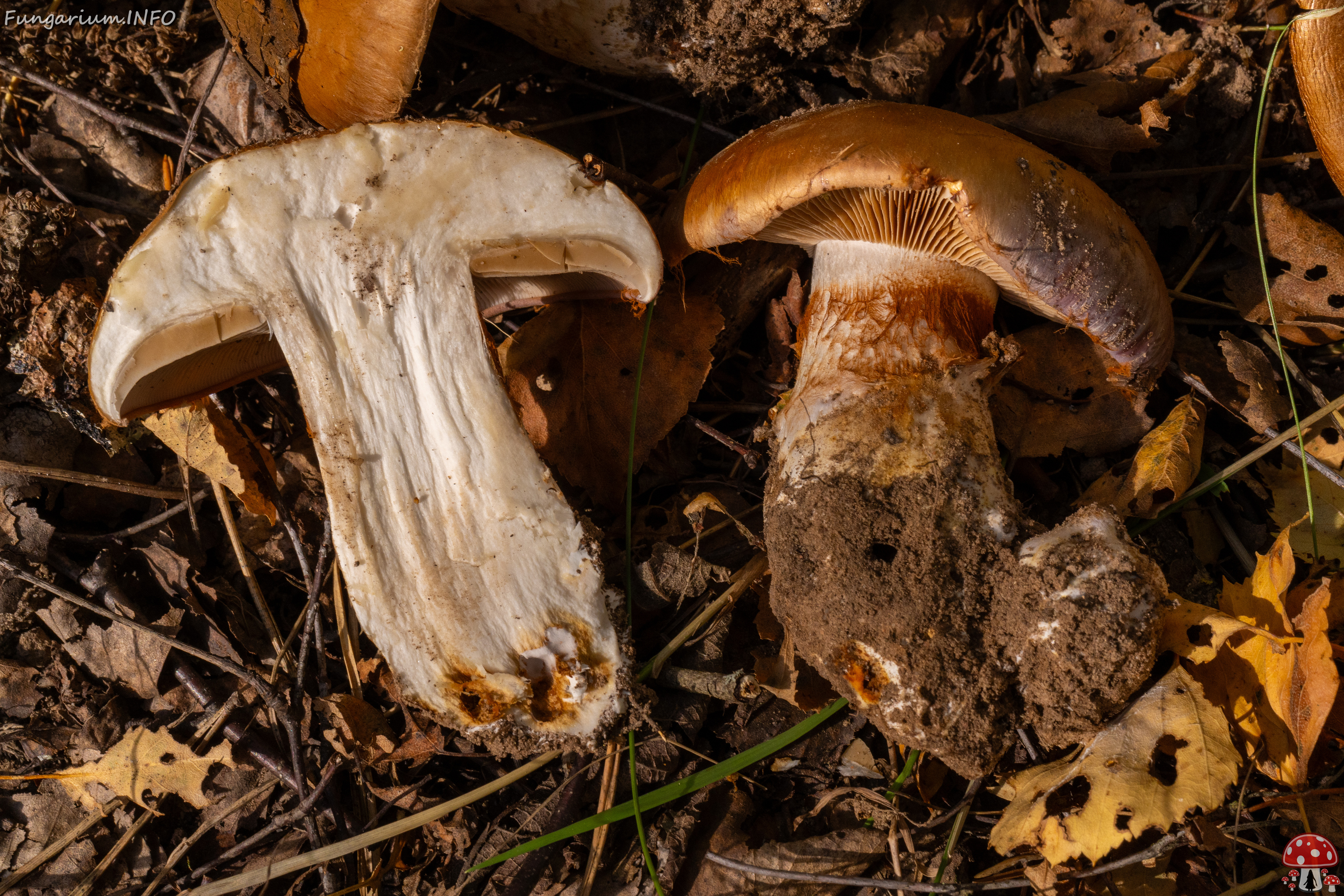 cortinarius-balteatocumatilis_1-20 