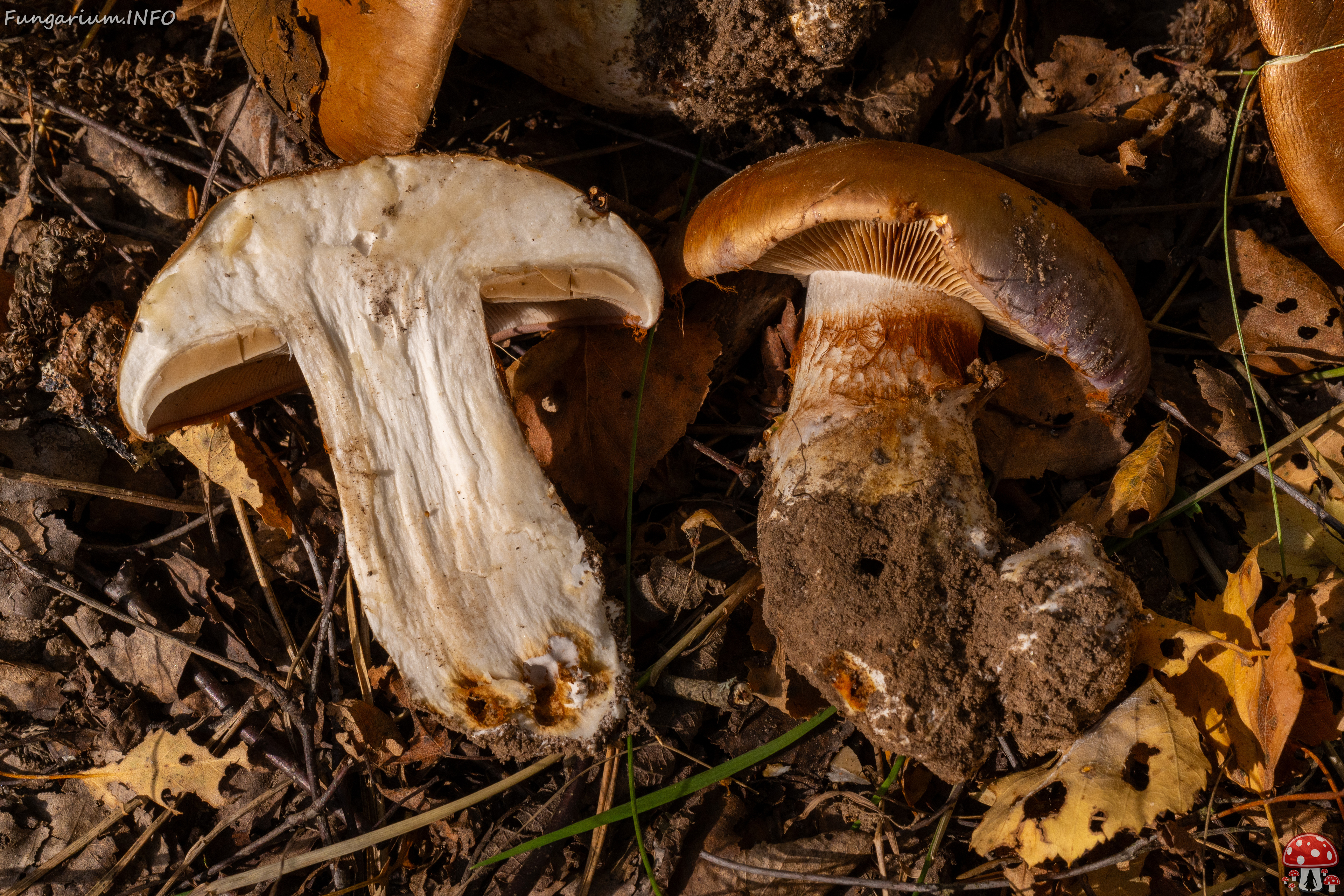 cortinarius-balteatocumatilis_1-21 