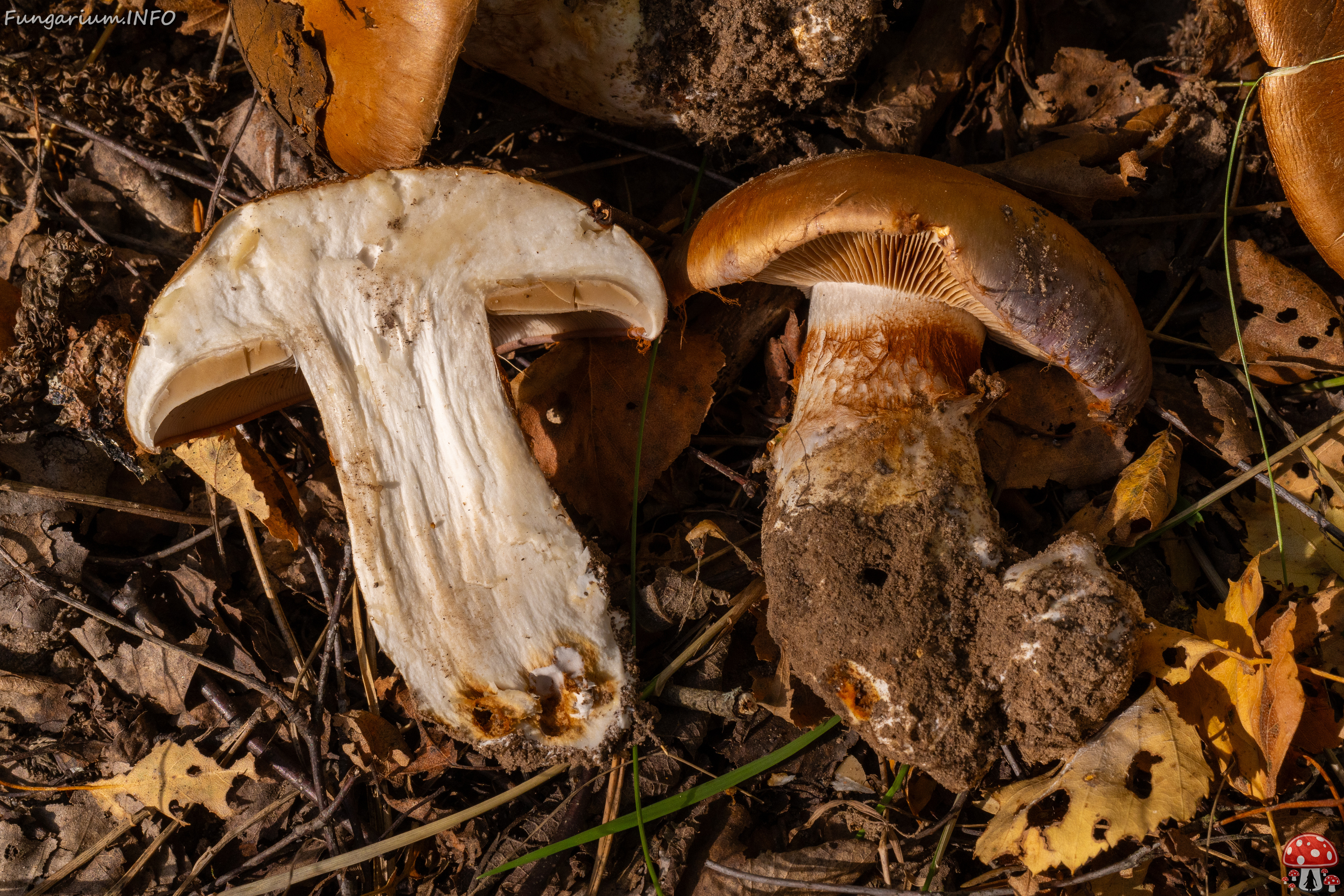 cortinarius-balteatocumatilis_1-22 