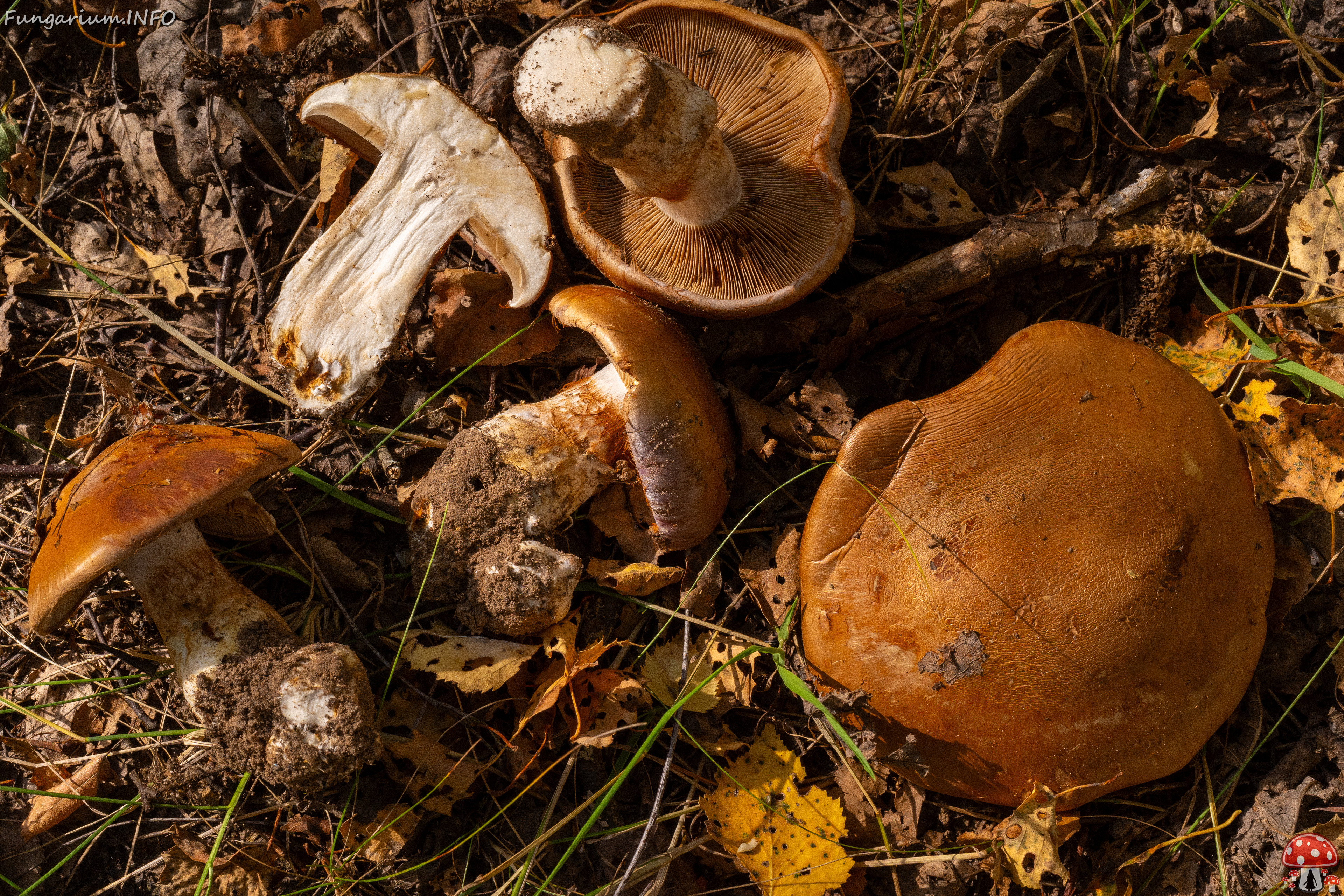 cortinarius-balteatocumatilis_1-23 