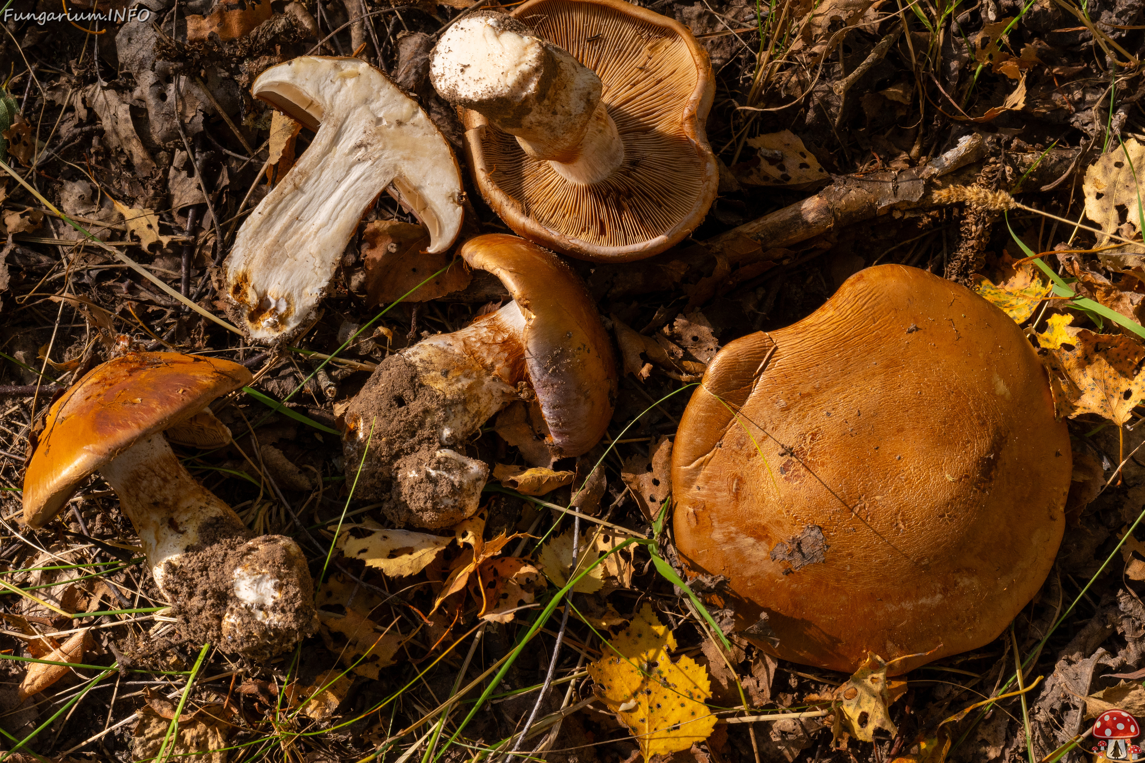 cortinarius-balteatocumatilis_1-24 