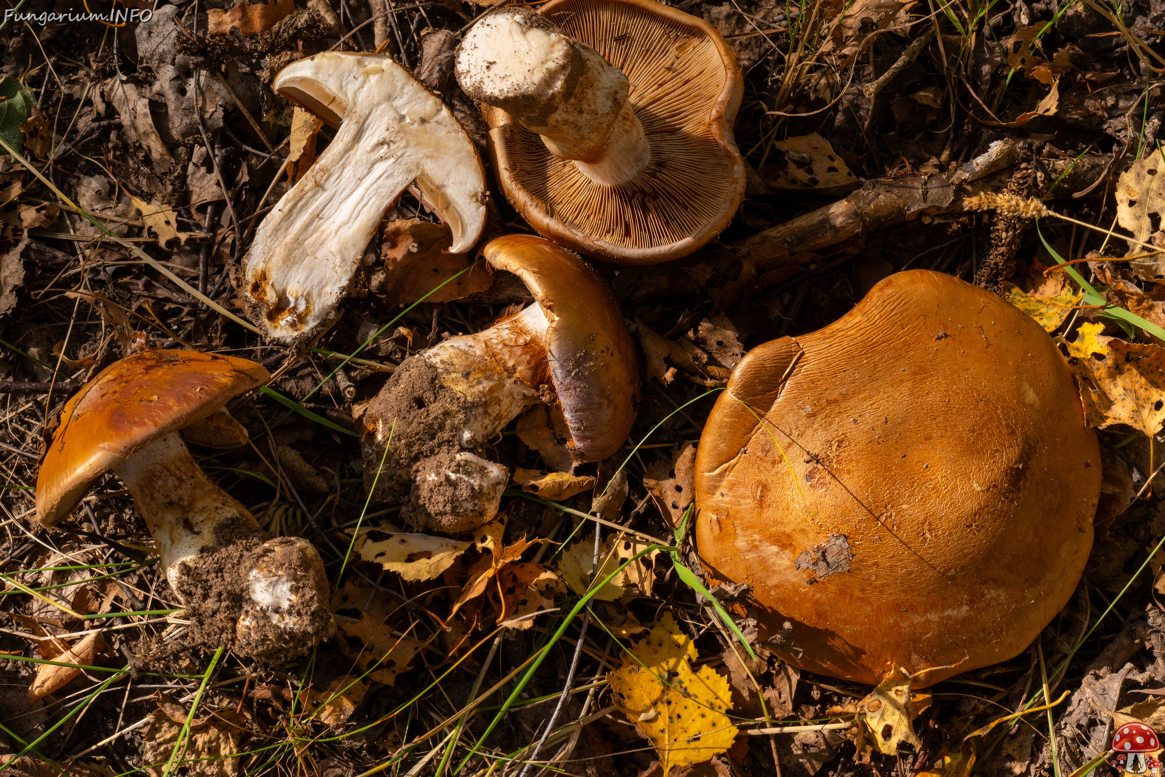 cortinarius-balteatocumatilis_1-25 