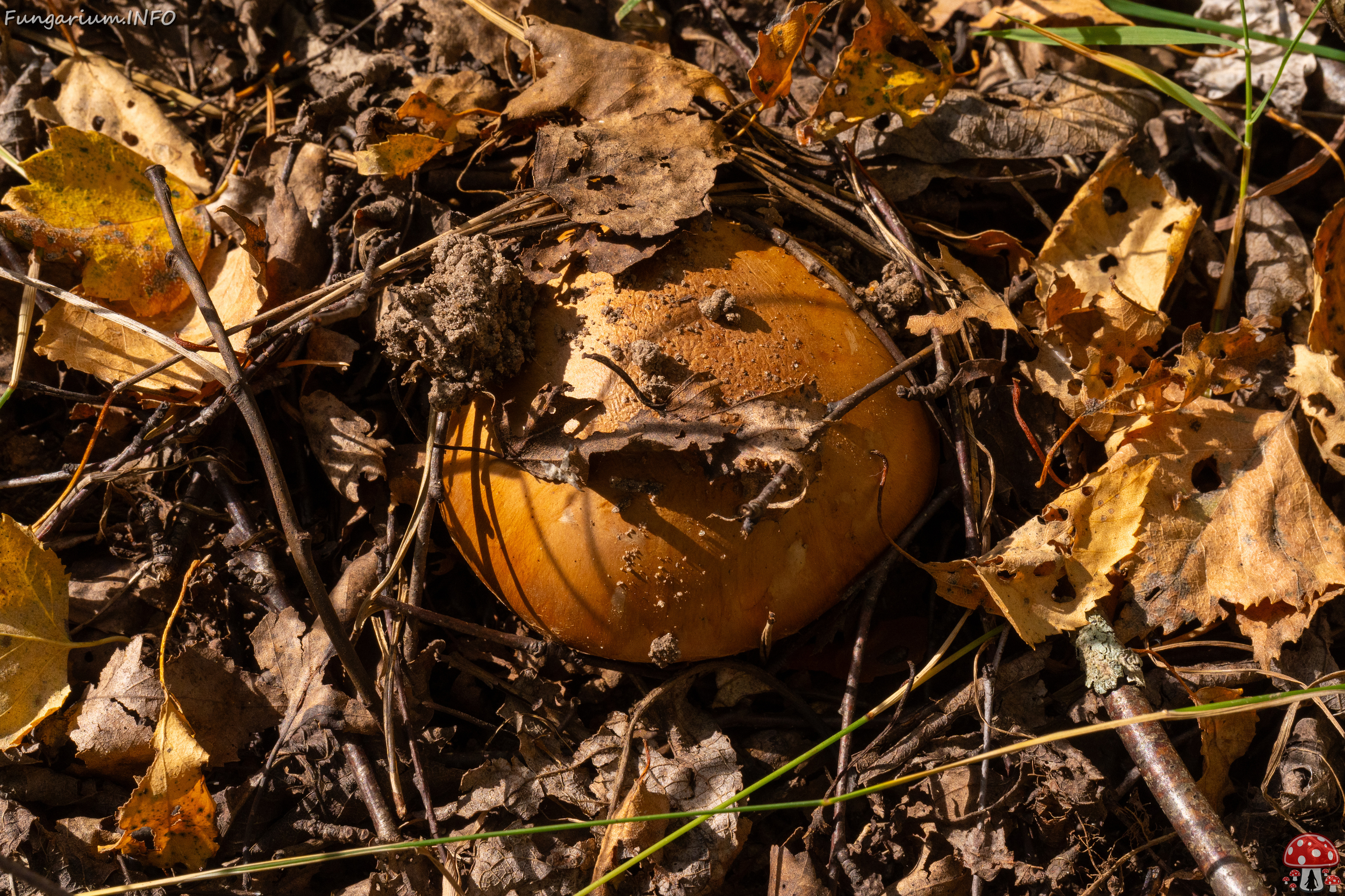 cortinarius-balteatocumatilis_1-3 