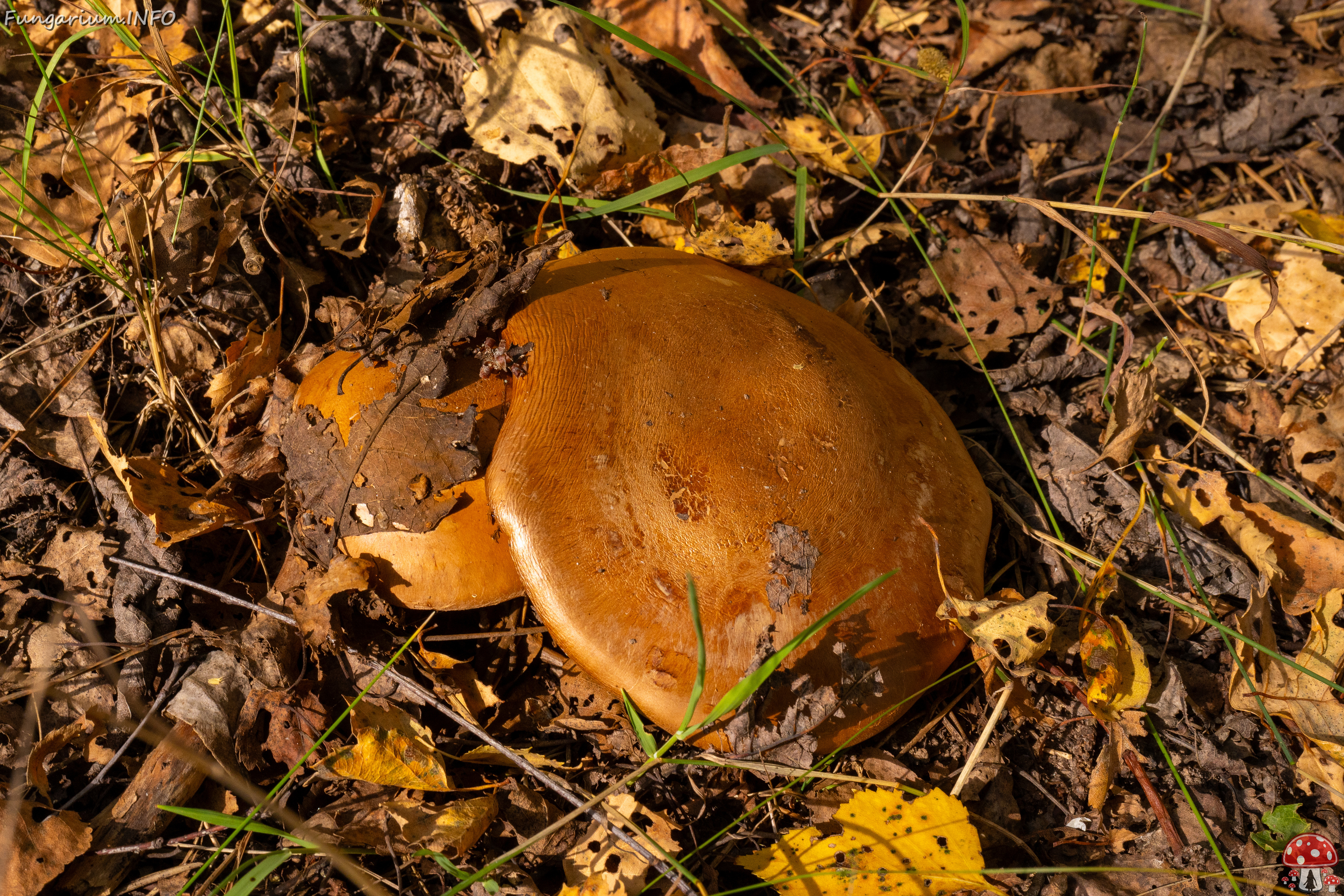 cortinarius-balteatocumatilis_1-4 