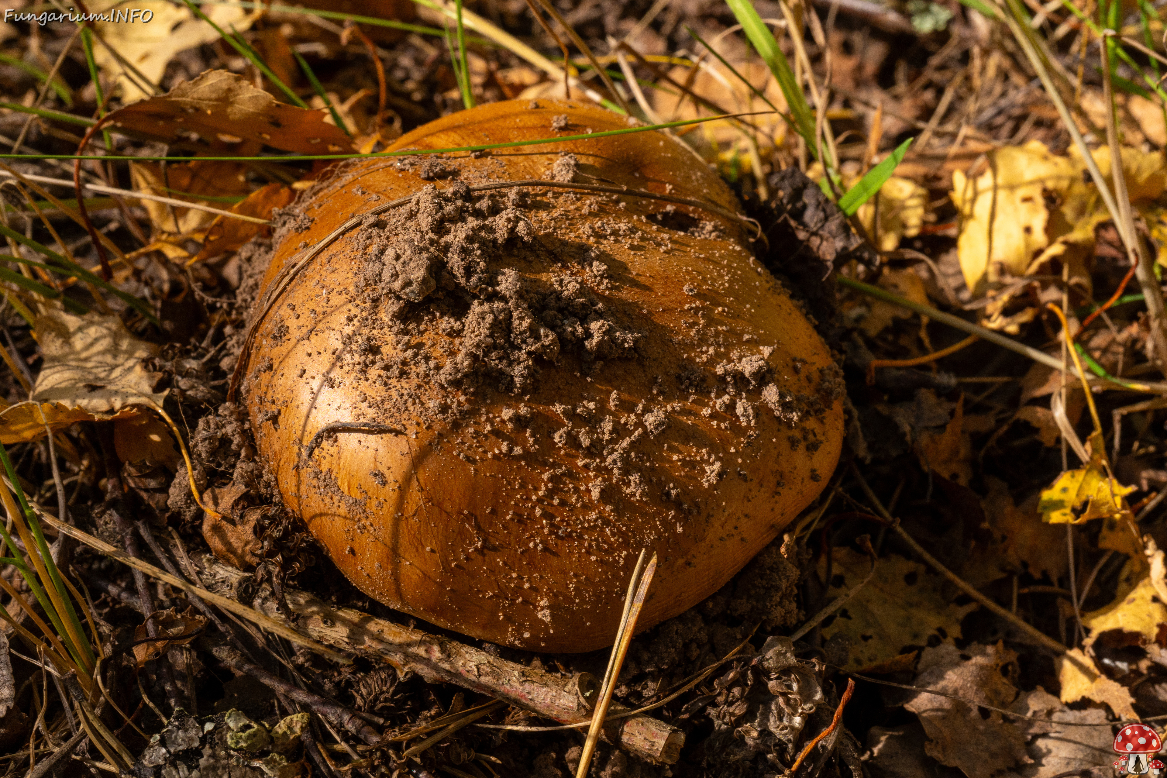 cortinarius-balteatocumatilis_1-5 