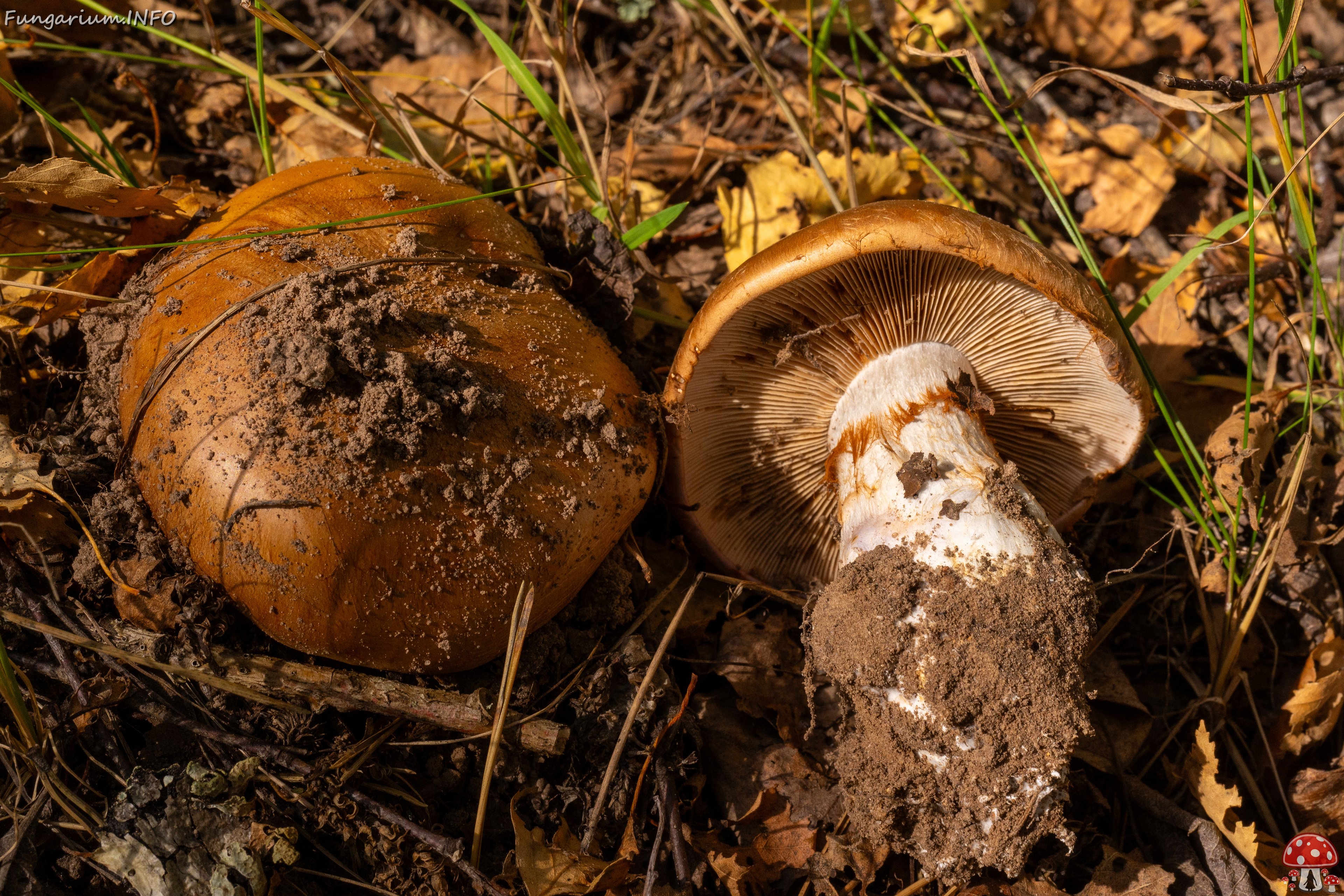 cortinarius-balteatocumatilis_1-6 