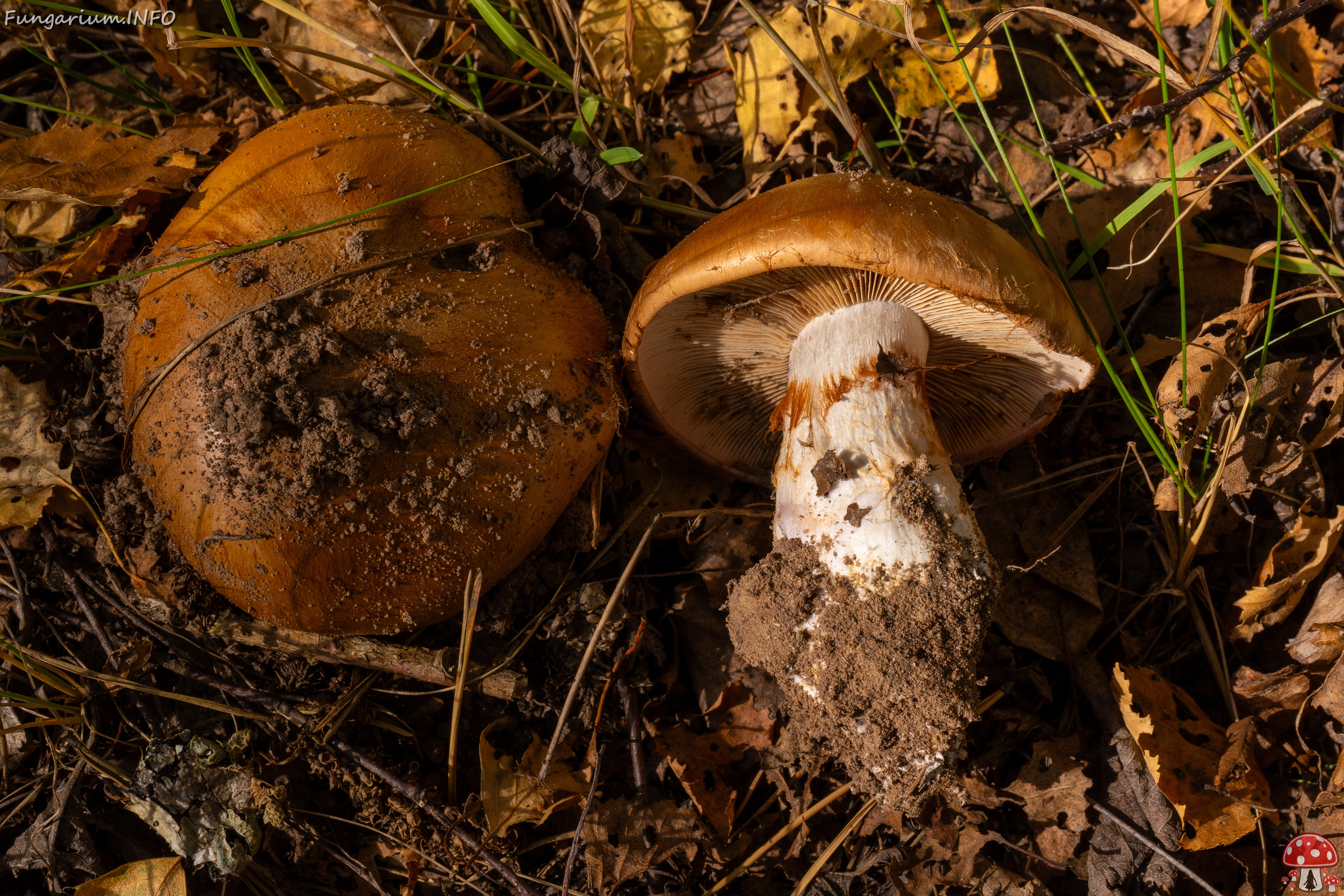 cortinarius-balteatocumatilis_1-7 