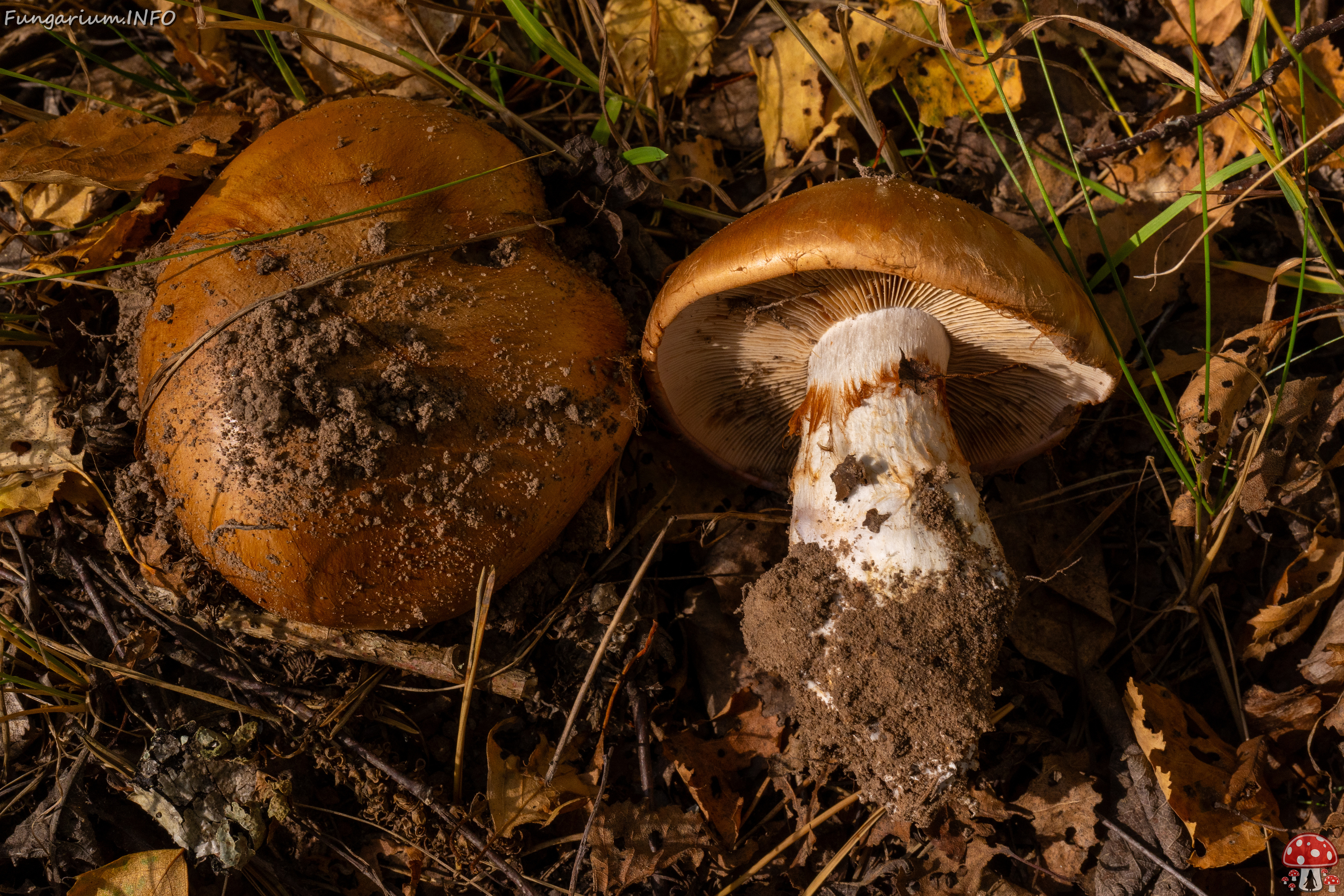 cortinarius-balteatocumatilis_1-8 