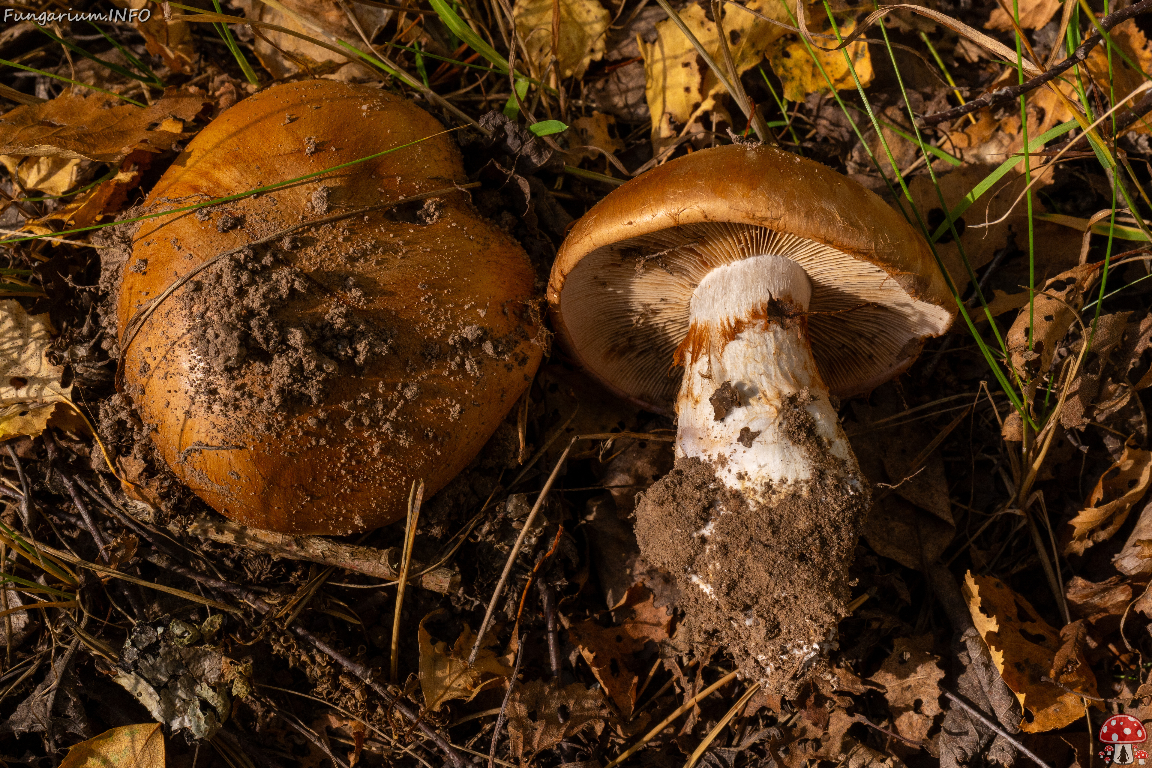 cortinarius-balteatocumatilis_1-9 