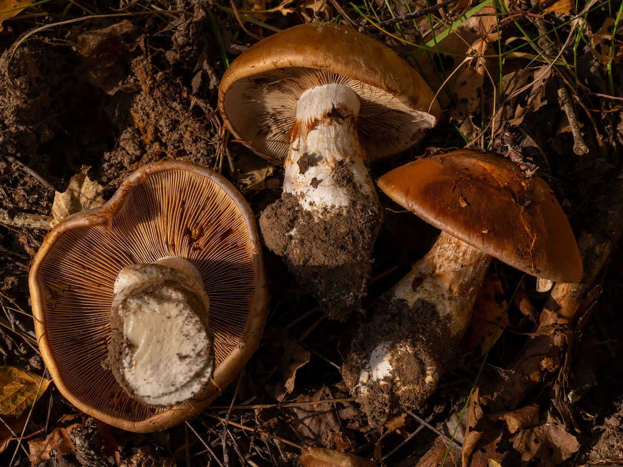 !cortinarius-balteatocumatilis_1-18