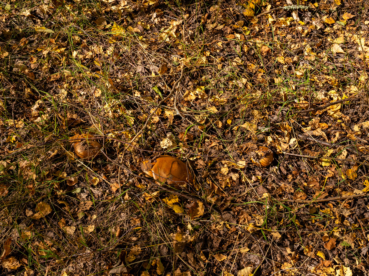 cortinarius-balteatocumatilis_1-1