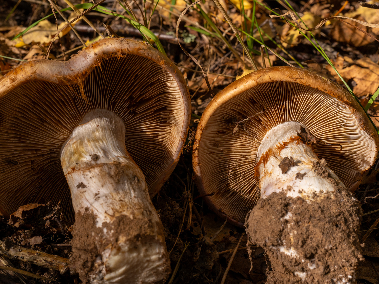 cortinarius-balteatocumatilis_1-10