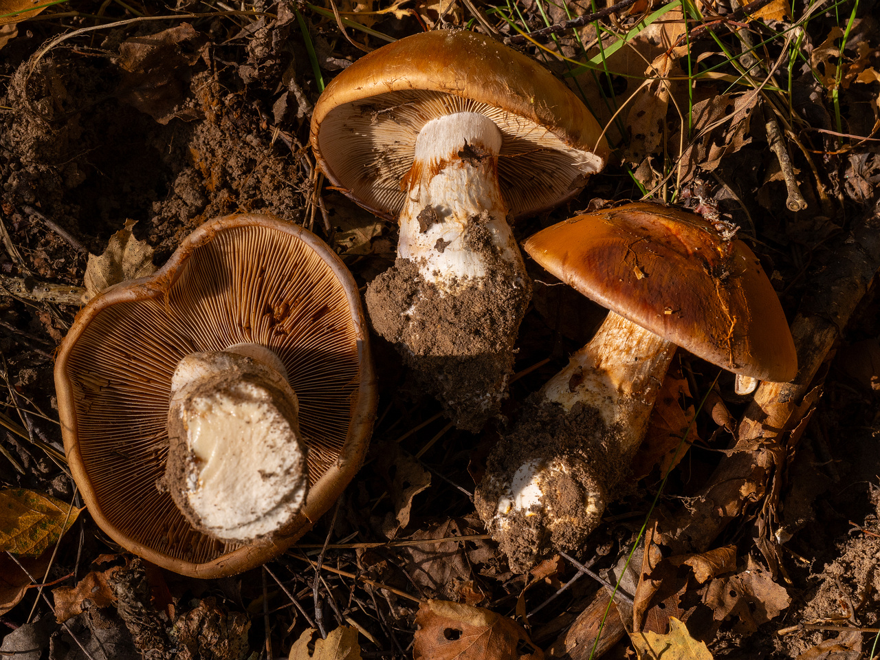 cortinarius-balteatocumatilis_1-14