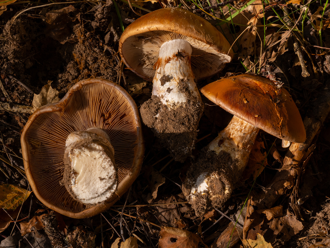 cortinarius-balteatocumatilis_1-15