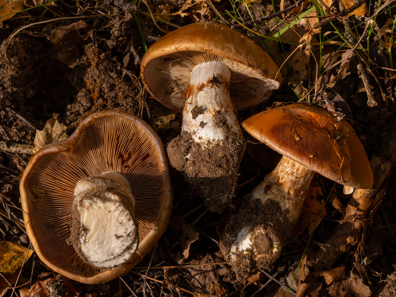 cortinarius-balteatocumatilis_1-16